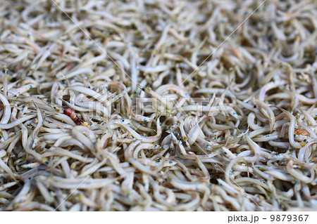 天日干し 天日干し 9879367