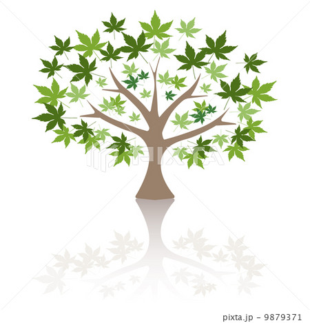 Maple tree Vector Illustration. 9879371