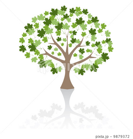 Maple tree Vector Illustration. 9879372