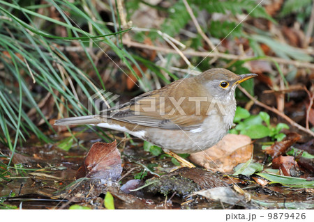 シロハラ 9879426