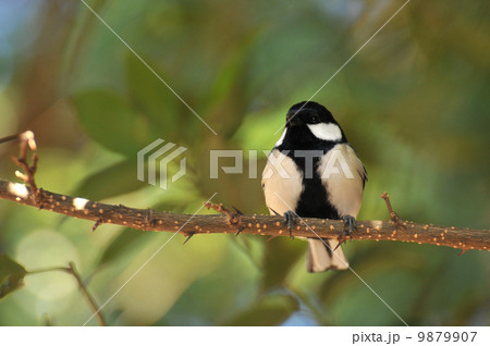 シジュウカラ♂ 9879907