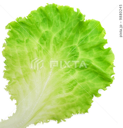 Lettuce 9880245