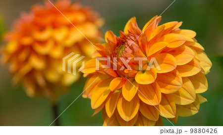 ダリア　１６：９ 9880426