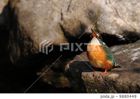 カワセミ♀　 9880449