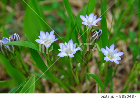 タテヤマリンドウ タテヤマリンドウ 9880487