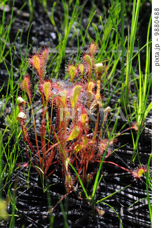 サジバモウセンゴケ 9880488