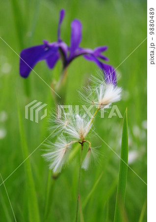 サギスギ サギスギ 9880489