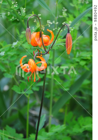 クルマユリ クルマユリ 9880492