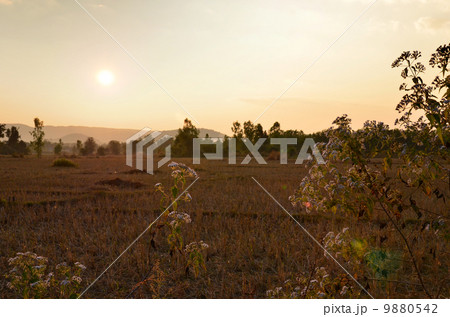 Sunset fields after harvest. Sunset fields after harvest. 9880542