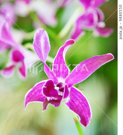 Beautiful purple orchid Beautiful purple orchid 9880550