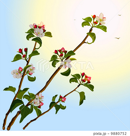 Branch apple tree with flowers 9880752