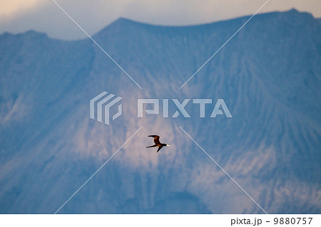 カツオドリ 9880757