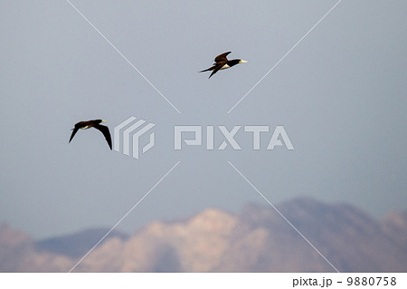 カツオドリ カツオドリ 9880758