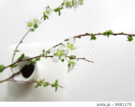 ユキヤナギ 一輪挿し ユキヤナギ 一輪挿し 9881270
