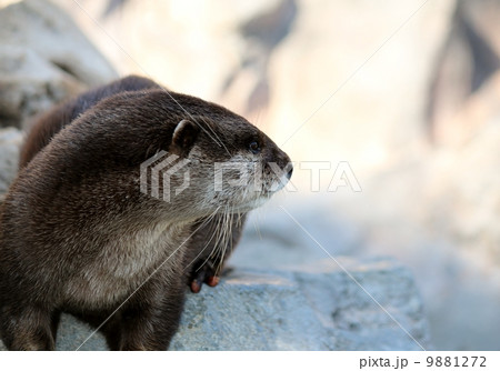 コツメカワウソ 9881272