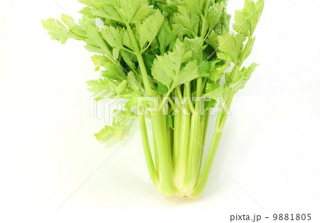淡色野菜・セロリ1株直立・白バック横位置 淡色野菜・セロリ1株直立・白バック横位置 9881805
