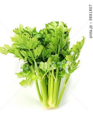 淡色野菜 セロリ１株直立 白バック縦位置の写真素材
