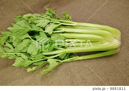 淡色野菜・セロリ1株・麻布バック横位置水平 淡色野菜・セロリ1株・麻布バック横位置水平 9881811