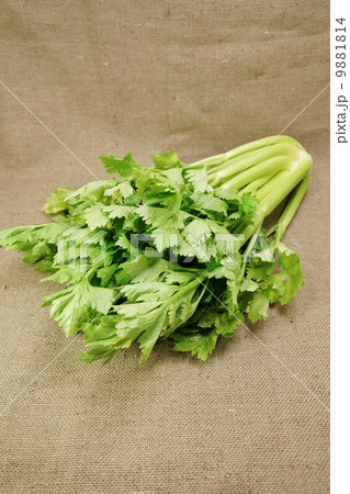 淡色野菜・セロリ1株・麻布バック縦位置葉先から 淡色野菜・セロリ1株・麻布バック縦位置葉先から 9881814