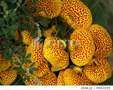 カルセオラリア カルセオラリア 9882049