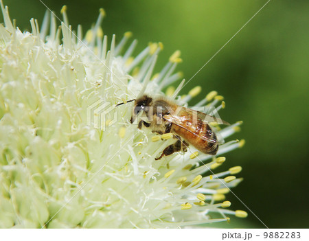 蜜蜂とクローバー 9882283