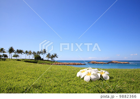 プルメリアと海の写真素材 966