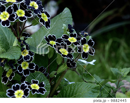 プリムラ・ジュリアン 9882445