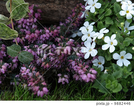 バコパとエリカ・ダーリエンシス 9882446