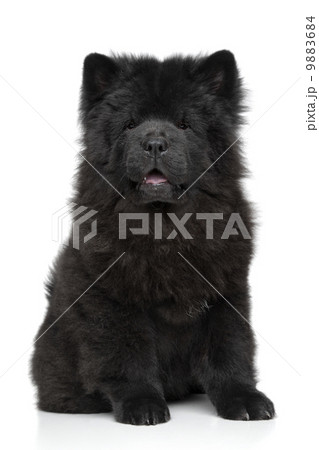 Black Chow chow puppy 9883684