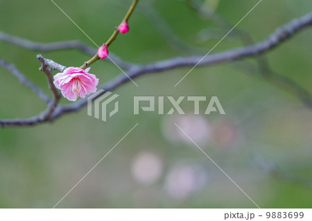 梅の花 9883699