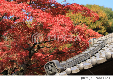 円覚寺の紅葉 円覚寺の紅葉 9884123