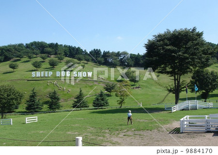 ＳＨＥＥＰ　ＤＯＧ　ＳＨＯＷ 9884170