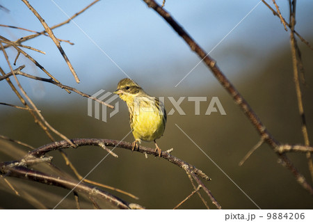 春を待つアオジ 9884206