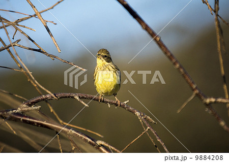 春を待つアオジ 9884208