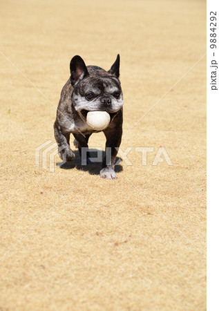 とったど♪ 9884292