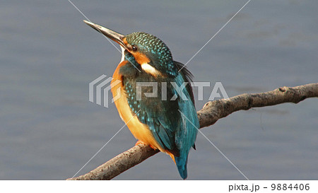 カワセミ 9884406