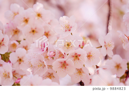 桜 9884823