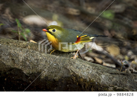 ソウシチョウ 9884828