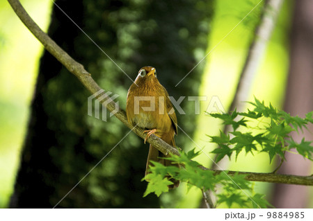 ガビチョウ ガビチョウ 9884985
