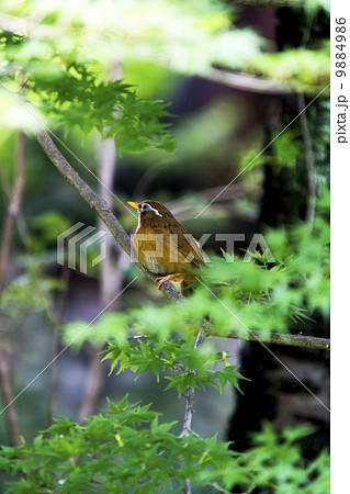 ガビチョウ 9884986