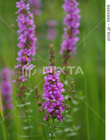 エゾミソハギ 9884998