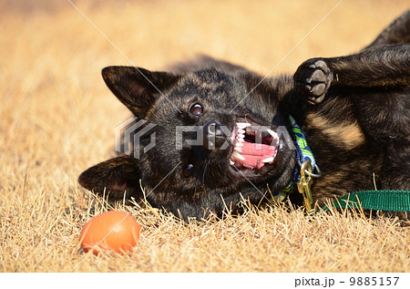 逃げたなぁ♪ 9885157