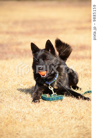 陽射しが暖かいなぁ♪ 9885159