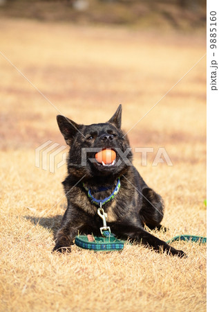 陽射しが暖かいなぁ♪ 9885160