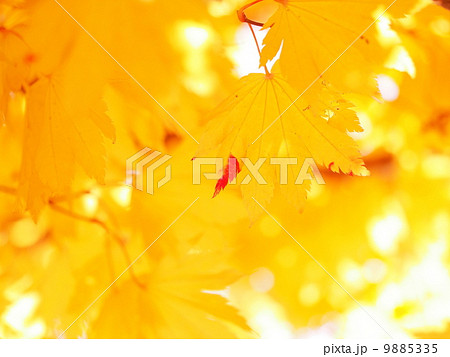 紅葉の色づき始め 9885335