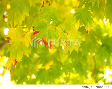 紅葉のはじまり 9885337