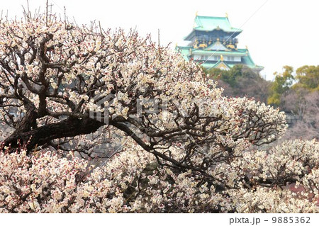 満開の大阪城梅園の白梅 9885362