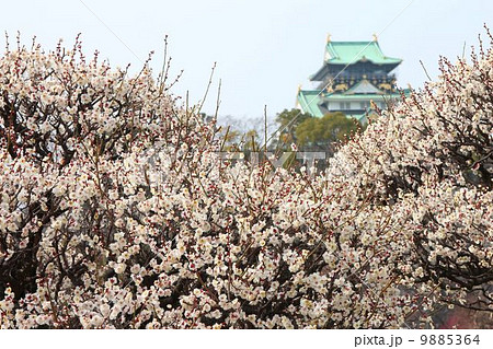 満開の大阪城梅園の白梅 9885364