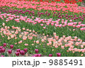 花・チューリップ 9885491