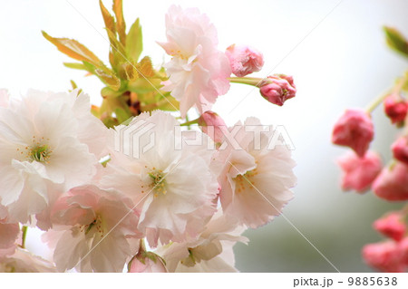 八重桜 八重桜 9885638